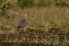 Břehouš černoocasý - Limosa limosa - Black-tailed godwit