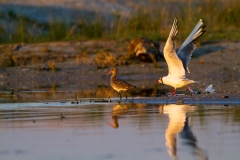 Břehouš černoocasý - Limosa limosa - Black-tailed godwit