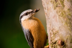 Brhlík lesní - Sitta europaea - Nuthatch