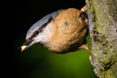 Brhlík lesní - Sitta europaea - Nuthatch