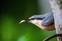 Brhlík lesní - Sitta europaea - Nuthatch