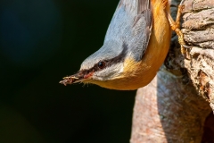 Brhlík lesní - Sitta europaea - Nuthatch