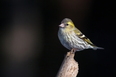 Čížek lesní - Spinus spinus) - Eurasian siskin