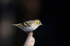 Čížek lesní - Spinus spinus) - Eurasian siskin