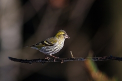 Čížek lesní - Spinus spinus) - Eurasian siskin