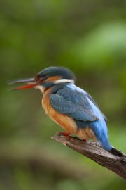 Common kingfisher - Alcedo atthis - Ledňáček říční-1