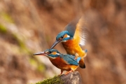 Common kingfisher - Alcedo atthis - Ledňáček říční-2