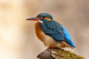 Common kingfisher - Alcedo atthis - Ledňáček říční-3