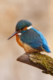Common kingfisher - Alcedo atthis - Ledňáček říční-4