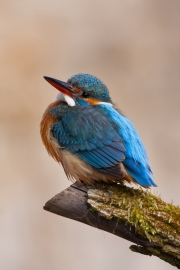 Common kingfisher - Alcedo atthis - Ledňáček říční-5