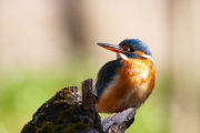Common kingfisher - Alcedo atthis - Ledňáček říční-8