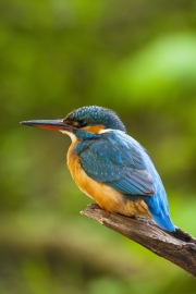 Common kingfisher - Alcedo atthis - Ledňáček říční 9