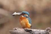 Common kingfisher - Alcedo atthis - Ledňáček říční 13