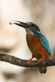 Common kingfisher - Alcedo atthis - Ledňáček říční 14