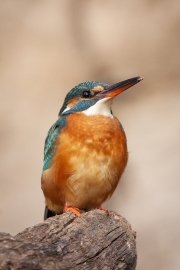 Common kingfisher - Alcedo atthis - Ledňáček říční 16
