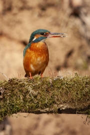 Common kingfisher - Alcedo atthis - Ledňáček říční 17