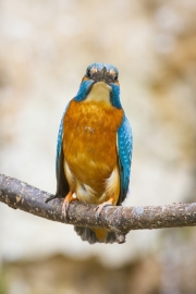 Common kingfisher - Alcedo atthis - Ledňáček říční 18