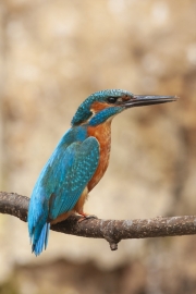 Common kingfisher - Alcedo atthis - Ledňáček říční 19