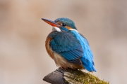 Common kingfisher - Alcedo atthis - Ledňáček říční 20