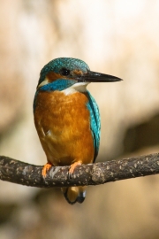 Common kingfisher - Alcedo atthis - Ledňáček říční 22