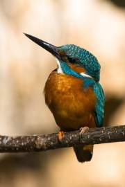 Common kingfisher - Alcedo atthis - Ledňáček říční 23