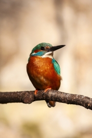 Common kingfisher - Alcedo atthis - Ledňáček říční 24