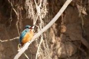 Common kingfisher - Alcedo atthis - Ledňáček říční 25