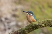 Common kingfisher - Alcedo atthis - Ledňáček říční 26