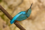 Common kingfisher - Alcedo atthis - Ledňáček říční 27