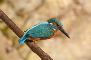 Common kingfisher - Alcedo atthis - Ledňáček říční 28