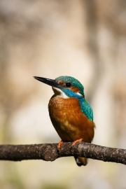 Common kingfisher - Alcedo atthis - Ledňáček říční 29