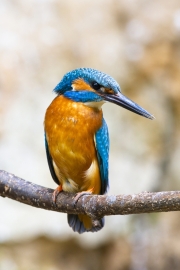Common kingfisher - Alcedo atthis - Ledňáček říční 30