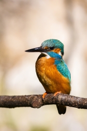Common kingfisher - Alcedo atthis - Ledňáček říční 31