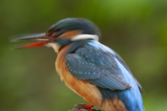 Common kingfisher - Alcedo atthis - Ledňáček říční-1