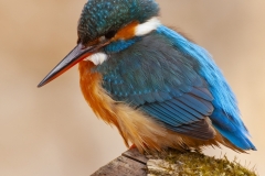 Common kingfisher - Alcedo atthis - Ledňáček říční-4