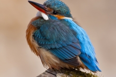 Common kingfisher - Alcedo atthis - Ledňáček říční-5