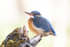 Common kingfisher - Alcedo atthis - Ledňáček říční-6