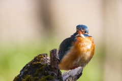 Common kingfisher - Alcedo atthis - Ledňáček říční-7