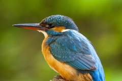Common kingfisher - Alcedo atthis - Ledňáček říční 9