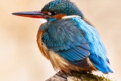 Common kingfisher - Alcedo atthis - Ledňáček říční 10