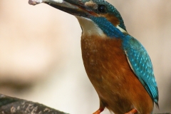 Common kingfisher - Alcedo atthis - Ledňáček říční 14