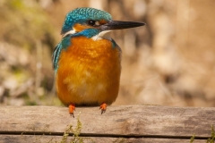 Common kingfisher - Alcedo atthis - Ledňáček říční 15