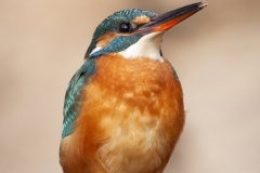 Common kingfisher - Alcedo atthis - Ledňáček říční 16