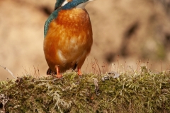 Common kingfisher - Alcedo atthis - Ledňáček říční 17