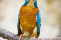 Common kingfisher - Alcedo atthis - Ledňáček říční 18