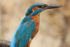 Common kingfisher - Alcedo atthis - Ledňáček říční 19