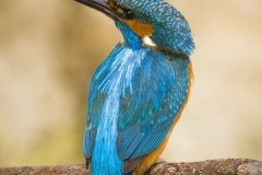 Common kingfisher - Alcedo atthis - Ledňáček říční 21