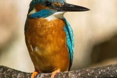 Common kingfisher - Alcedo atthis - Ledňáček říční 22