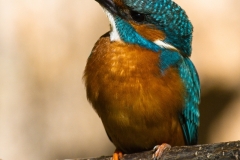 Common kingfisher - Alcedo atthis - Ledňáček říční 23