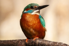 Common kingfisher - Alcedo atthis - Ledňáček říční 24